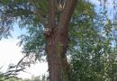 2024. július 6. Áporka, Horgász sor – nagy fa meg van repedve