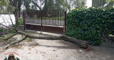 2025. május 16. Ráckeve, Magdics utca – fakidőlés